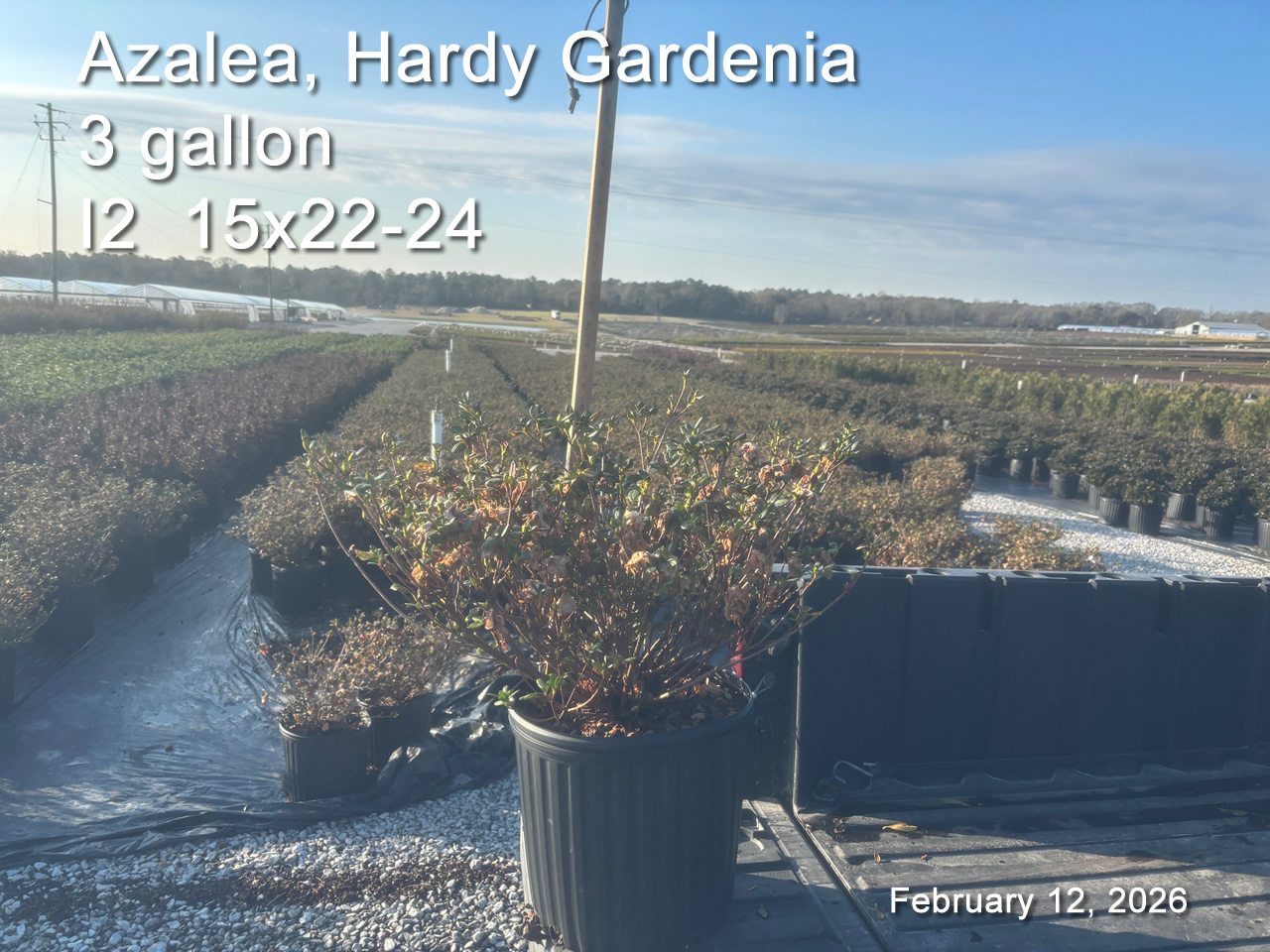 gallery/hg3 i2 feb12.jpg